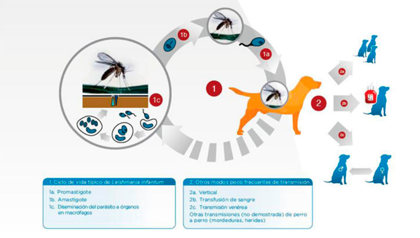 Leishmaniosis - Ciclo de vida y transmisión