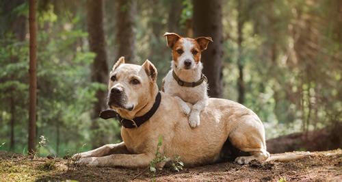 Canine Leishmaniasis: the disease | Animal Health | LETI Pharma