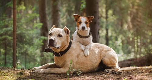 Leishmaniosis canina perros