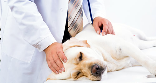 Vacunación inmunoterapia perros