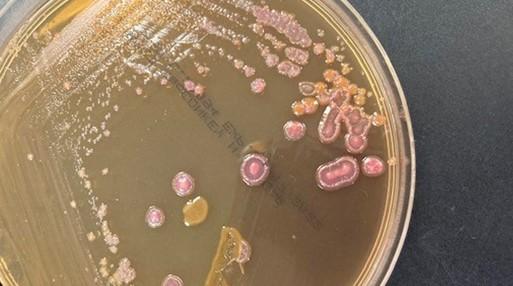 Nuevas guías ISCAID: claves para un uso responsable de antimicrobianos en pioderma canina