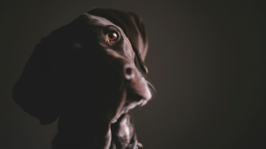Leishmaniosis: claves prácticas del nuevo consenso internacional para veterinarios