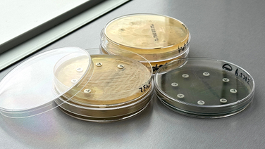 Incorporamos la clasificación AMEG - EMA en los antibiogramas de LETILAB: Aprende a cómo interpretar las categorías