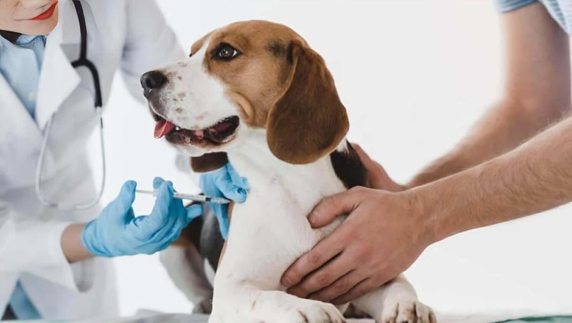 Inmunoterapia en la dermatitis atópica canina: por qué vuelve al centro del manejo clínico