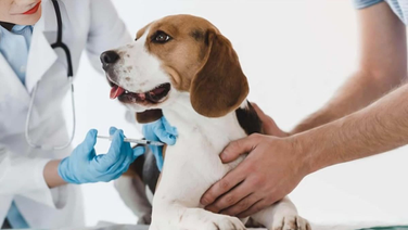 Inmunoterapia en la dermatitis atópica canina: por qué vuelve al centro del manejo clínico